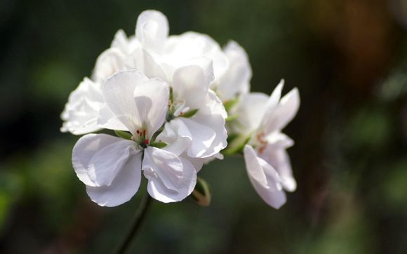 简历政治面貌怎么填